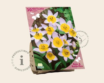 Tulipa saxatilis
