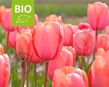 Tulipa 'Salmon Impression' - BIO image