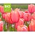 Tulipa 'Salmon Impression' - BIO