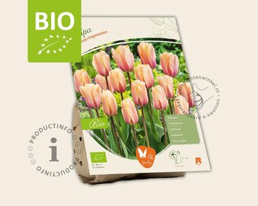 Tulipa 'Salmon Impression' - BIO
