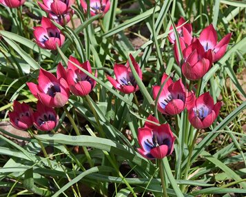 Tulipa 'Little Beauty' image
