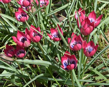 Tulipa 'Little Beauty'