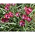 Tulipa 'Little Beauty'