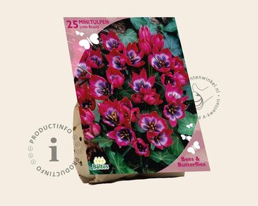 Tulipa 'Little Beauty'