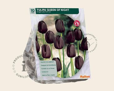 Tulipa 'Queen of Night'