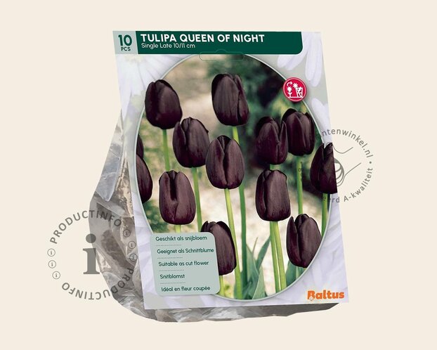 Tulipa 'Queen of Night'