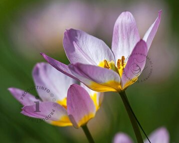 Tulipa Pulchella Humilis image
