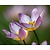 Tulipa Pulchella Humilis