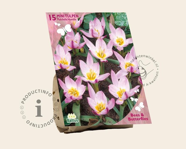 Tulipa Pulchella Humilis