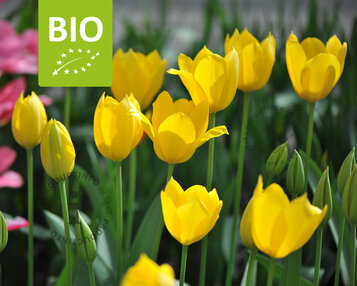 Tulipa 'Muscadet' - BIO image