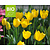 Tulipa 'Muscadet' - BIO