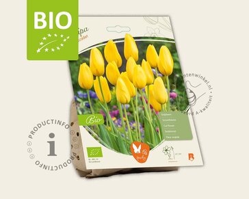 Tulipa 'Muscadet' - BIO