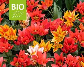 Tulipa Specie Mix - BIO image