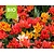 Tulipa Specie Mix - BIO