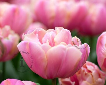Tulipa 'Upstar'