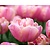 Tulipa 'Upstar'