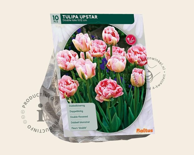 Tulipa 'Upstar'