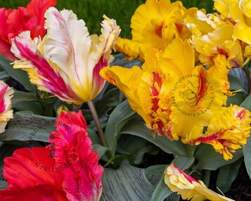 Tulipa Parrot Mix image