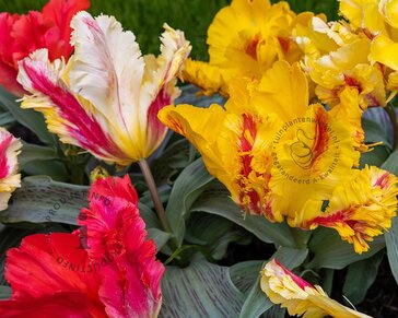 Tulipa Parrot Mix