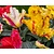 Tulipa Parrot Mix