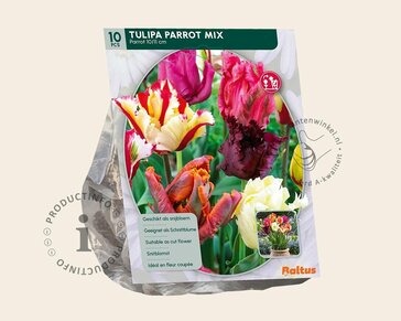Tulipa Parrot Mix