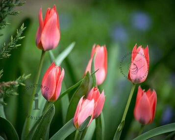 Tulipa 'Toronto' image