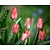 Tulipa 'Toronto'