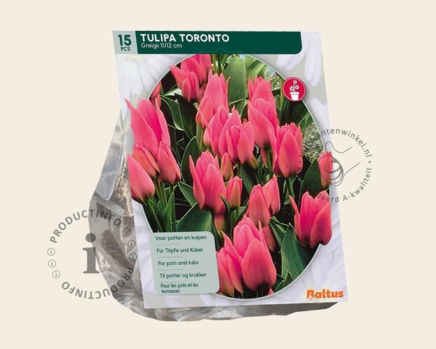 Tulipa 'Toronto'