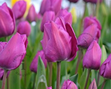 Tulipa 'Negrita' image