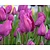 Tulipa 'Negrita'