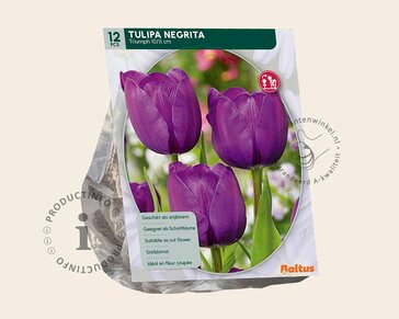 Tulipa 'Negrita'