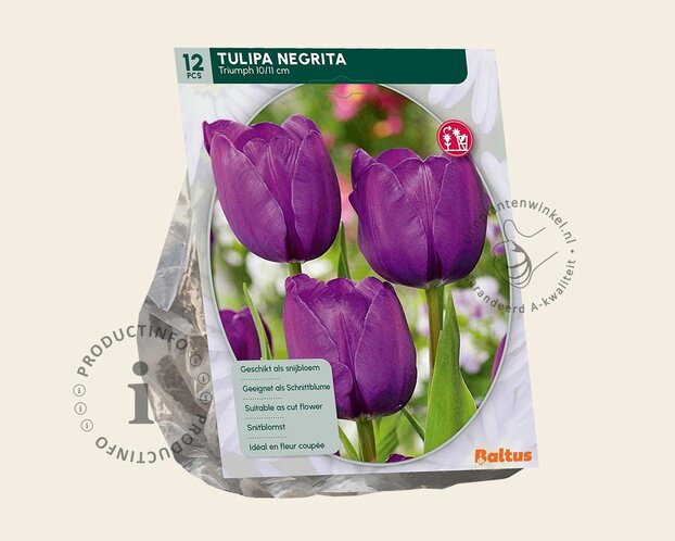Tulipa 'Negrita'