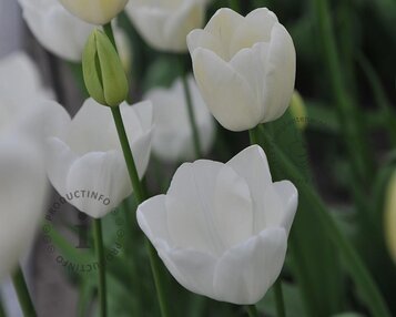 Tulipa 'Maureen' image