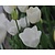 Tulipa 'Maureen'