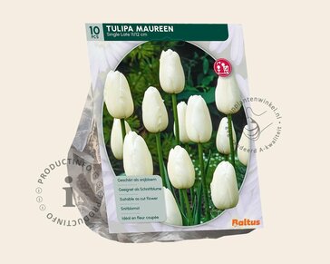 Tulipa 'Maureen'