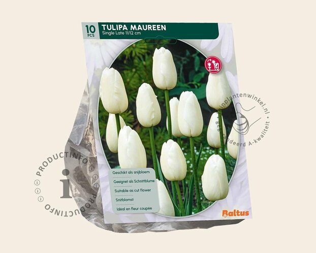 Tulipa 'Maureen'