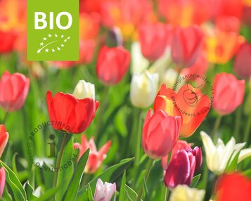 Tulipa Pink Mix - BIO image