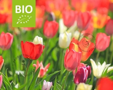 Tulipa Pink Mix - BIO