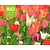 Tulipa Pink Mix - BIO