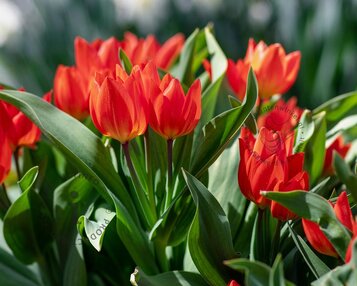 Tulipa praestans 'Zwanenburg' image