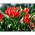 Tulipa praestans 'Zwanenburg'
