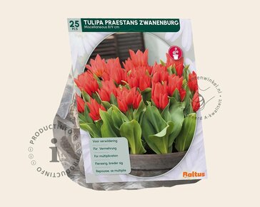 Tulipa praestans 'Zwanenburg'