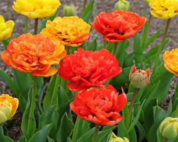 Tulipa 'Sunlover'