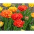 Tulipa 'Sunlover'
