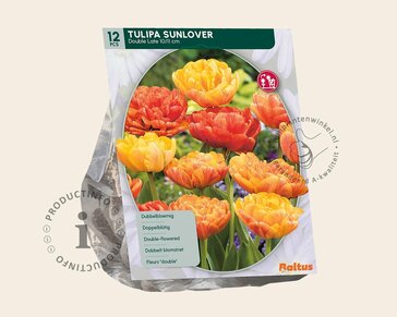 Tulipa 'Sunlover'