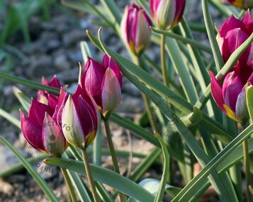 Tulipa 'Persian Pearl' image
