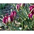 Tulipa 'Persian Pearl'