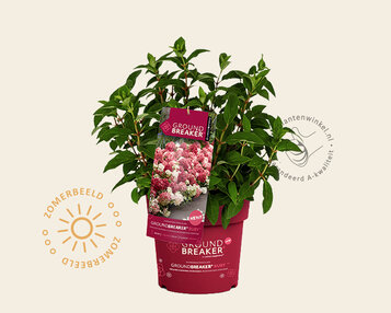Hydrangea paniculata Groundbreaker® Ruby image