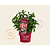 Hydrangea paniculata Groundbreaker® Ruby