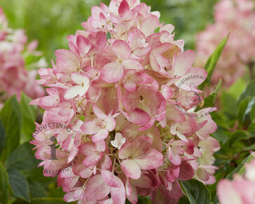 Hydrangea paniculata Groundbreaker® Ruby